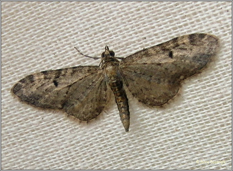 Oak-tree Pug, Eupithecia dodoneata