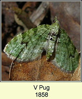 V Pug, Chloroclystis v-ata