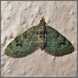 V Pug, Chloroclystis v-ata