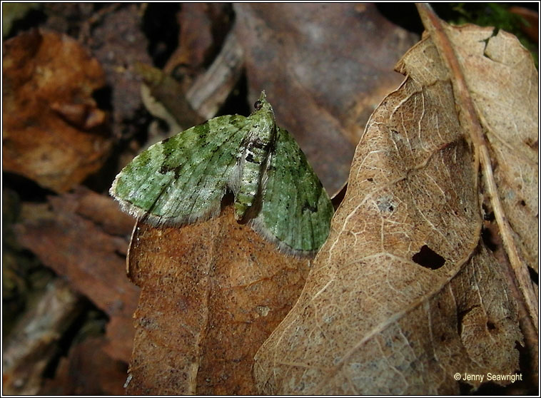 V Pug, Chloroclystis v-ata