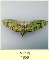 V Pug, Chloroclystis v-ata