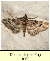 Double-striped Pug, Gymnoscelis rufifasciata