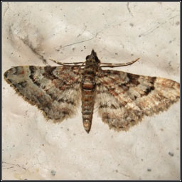 Double-striped Pug, Gymnoscelis rufifasciata