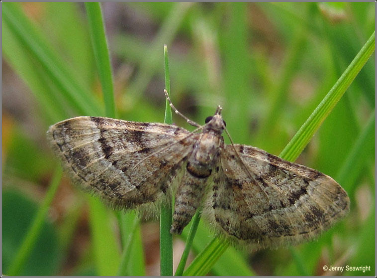 Double-striped Pug, Gymnoscelis rufifasciata