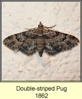 Double-striped Pug, Gymnoscelis rufifasciata