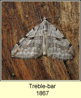 Treble-bar, Aplocera plagiata