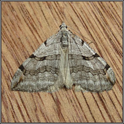 Treble-bar, Aplocera plagiata