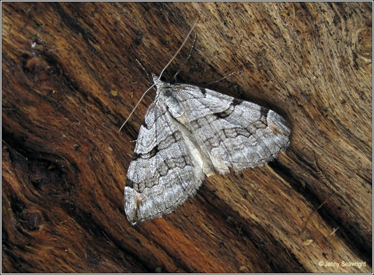 Treble-bar, Aplocera plagiata