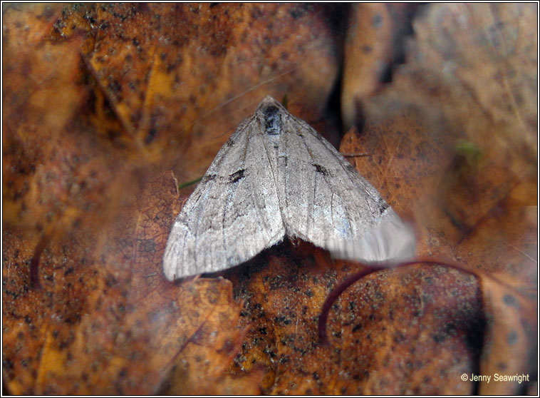 Treble-bar, Aplocera plagiata