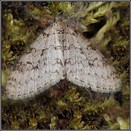 Early Tooth-striped, Trichopteryx carpinata