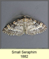 Small Seraphim, Pterapherapteryx sexalata