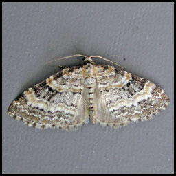 Small Seraphim, Pterapherapteryx sexalata