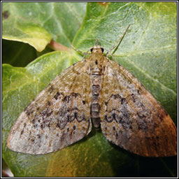 Yellow-barred Brindle, Acasis viretata