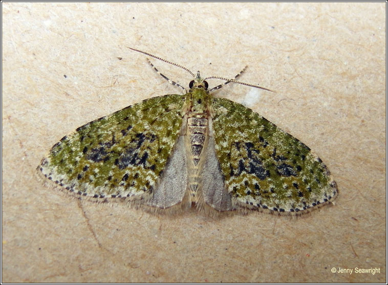 Yellow-barred Brindle, Acasis viretata