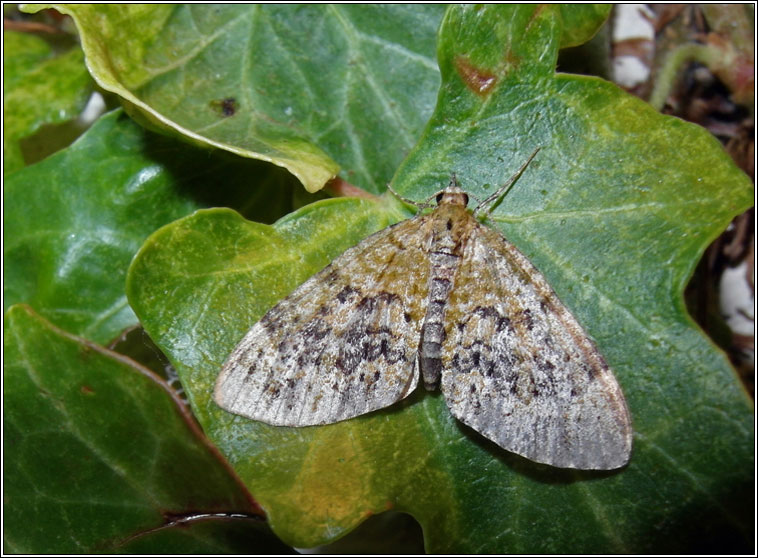 Yellow-barred Brindle, Acasis viretata