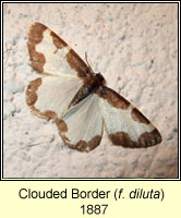 Clouded Border, Lomaspilis marginata