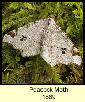 Peacock Moth, Macaria notata