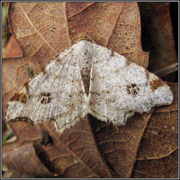 Peacock Moth, Macaria notata