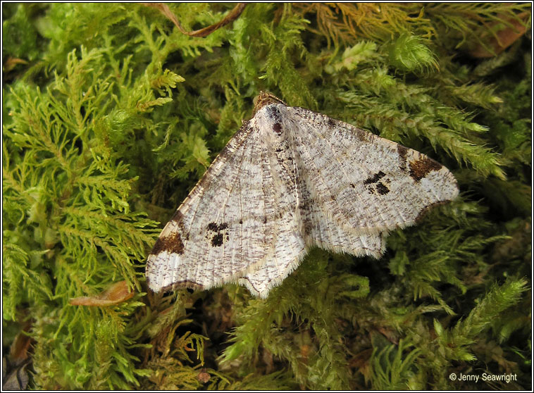 Peacock Moth, Macaria notata