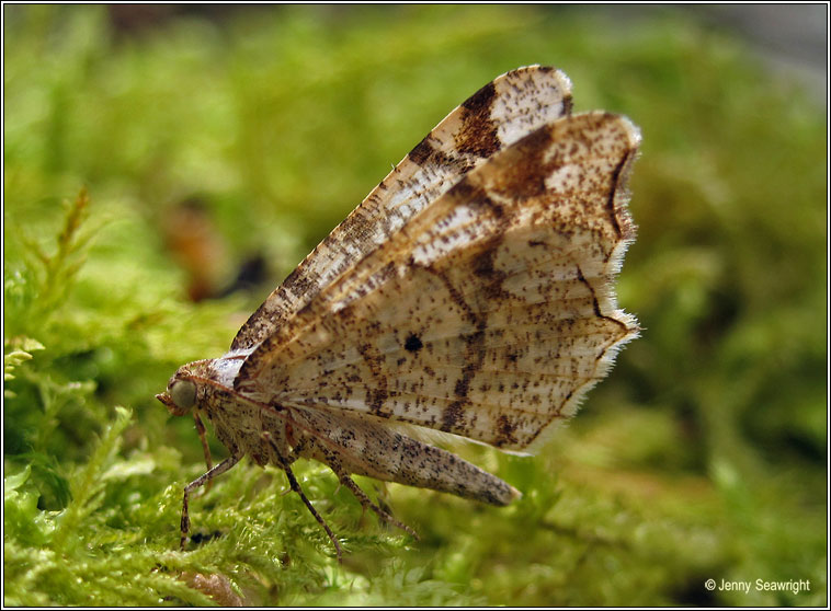 Peacock Moth, Macaria notata