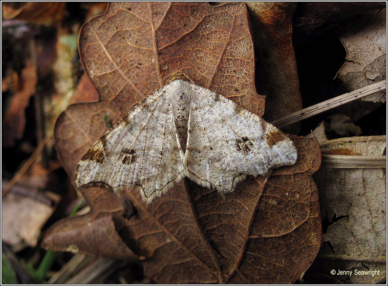 Peacock Moth, Macaria notata