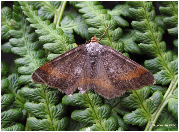 Tawny-barred Angle, Macari liturata f nigrofulvata