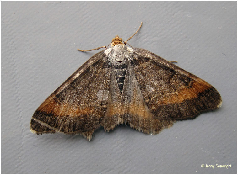 Tawny-barred Angle, Macari liturata f nigrofulvata