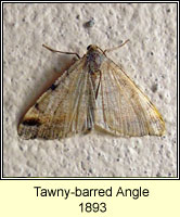 Tawny-barred Angle, Macari liturata