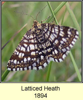 Latticed Heath, Chiasmia clathrata
