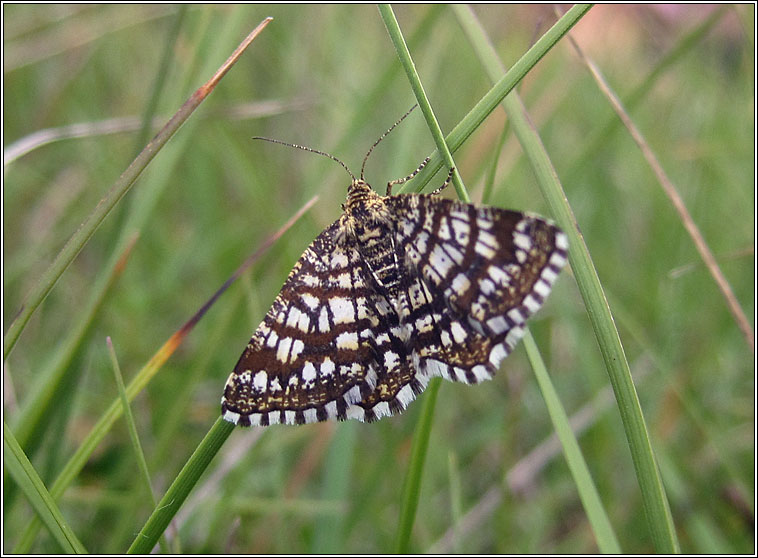 Latticed Heath, Chiasmia clathrata