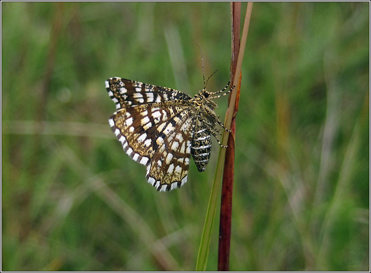 Latticed Heath, Chiasmia clathrata