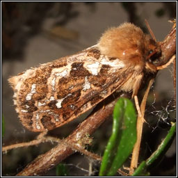 Map-winged Swift, Hepialus fusconebulosa