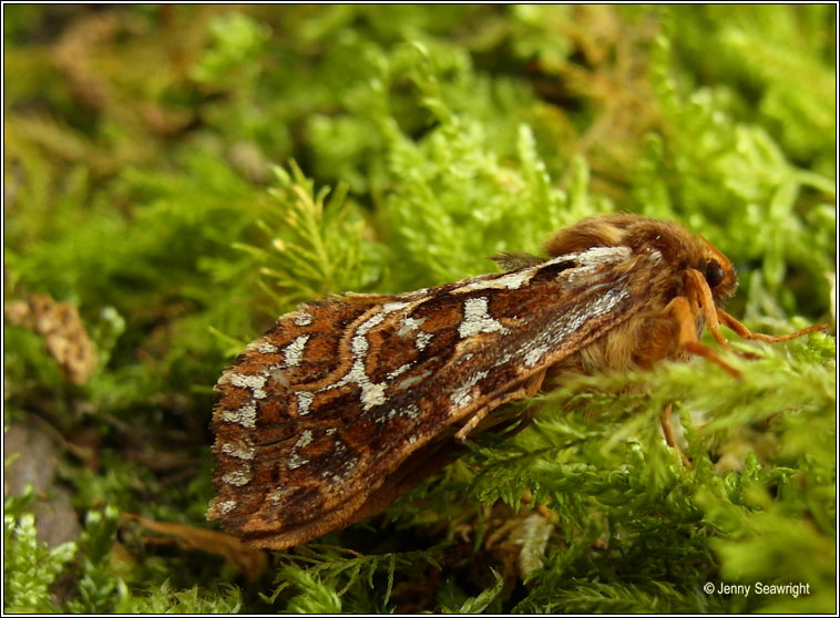 Map-winged Swift, Hepialus fusconebulosa