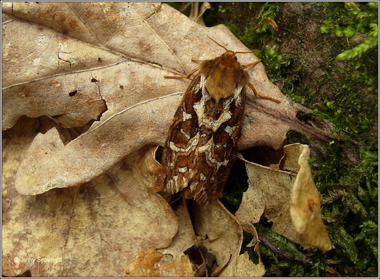 Map-winged Swift, Hepialus fusconebulosa