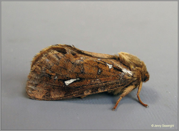 Map-winged Swift, Hepialus fusconebulosa f gallicus