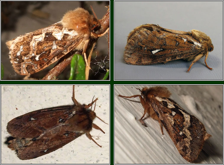 Map-winged Swift, Hepialus fusconebulosa