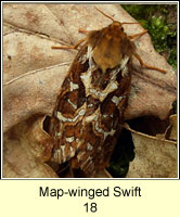 Map-winged Swift, Hepialus fusconebulosa