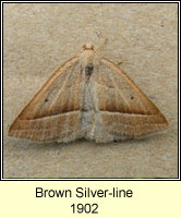 Brown Silver Lines, Petrophora chlorosata