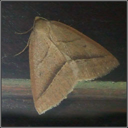 Brown Silver-line, Petrophora chlorosata