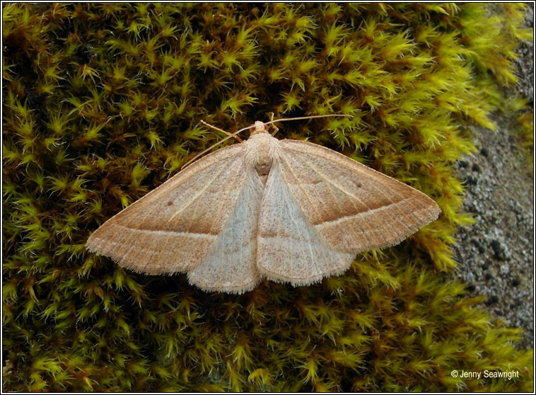 Brown Silver-line, Petrophora chlorosata