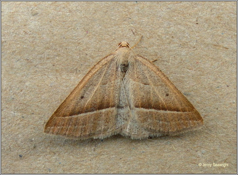 Brown Silver-line, Petrophora chlorosata