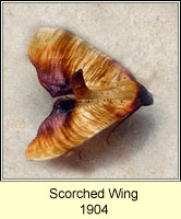 Scorched Wing, Plagodis dolabraria