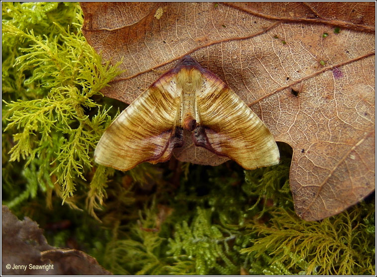 Scorched Wing, Plagodis dolabraria