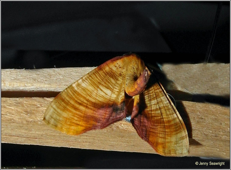 Scorched Wing, Plagodis dolabraria