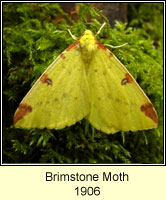 Brimstone Moth, Opisthograptis luteolata