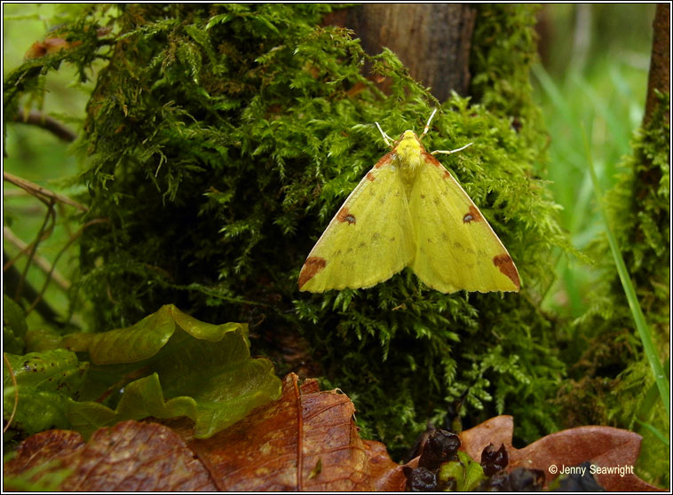 Brimstone Moth, Opisthograptis luteolata