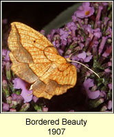 Bordered Beauty, Epione repandaria