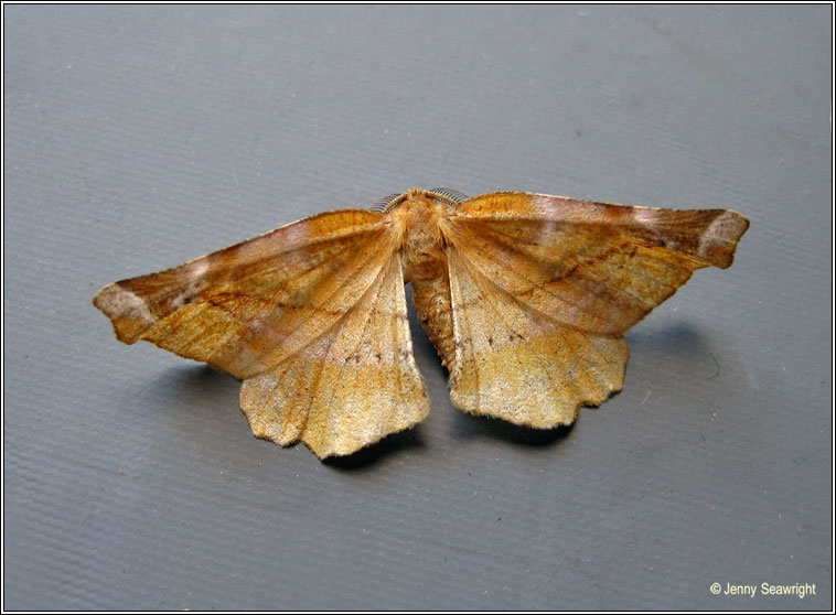 Lilac Beauty, Apeira syringaria