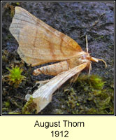 August Thorn, Ennomos quercinaria