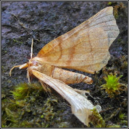 August Thorn, Ennomos quercinaria